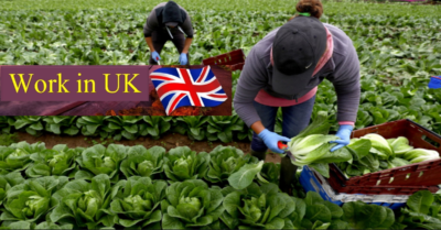 2023- Jobs offering UK farm worker visas