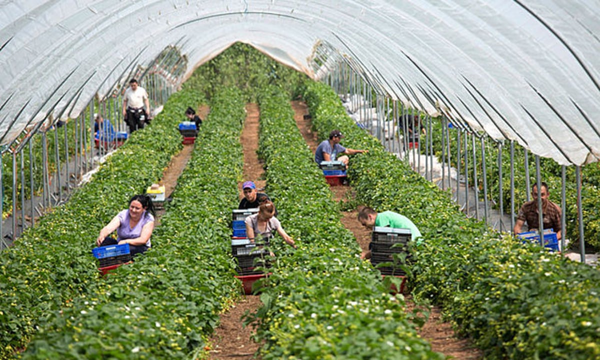 Fruit Picking Visa Sponsored Jobs in UK 2023