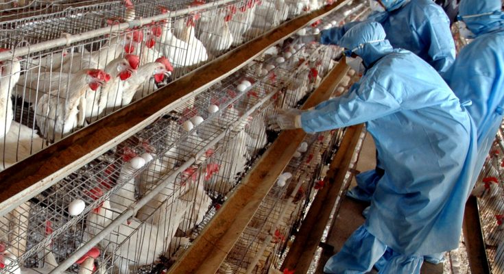 KING CAPON LIMITED needs Canadian poultry farm workers